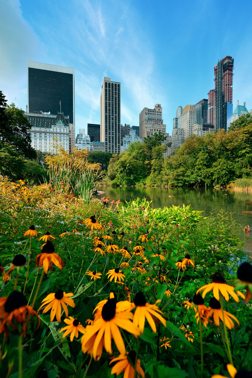 central-park-spring-flower-with-skyline-midtown-manhattan-new-york-city