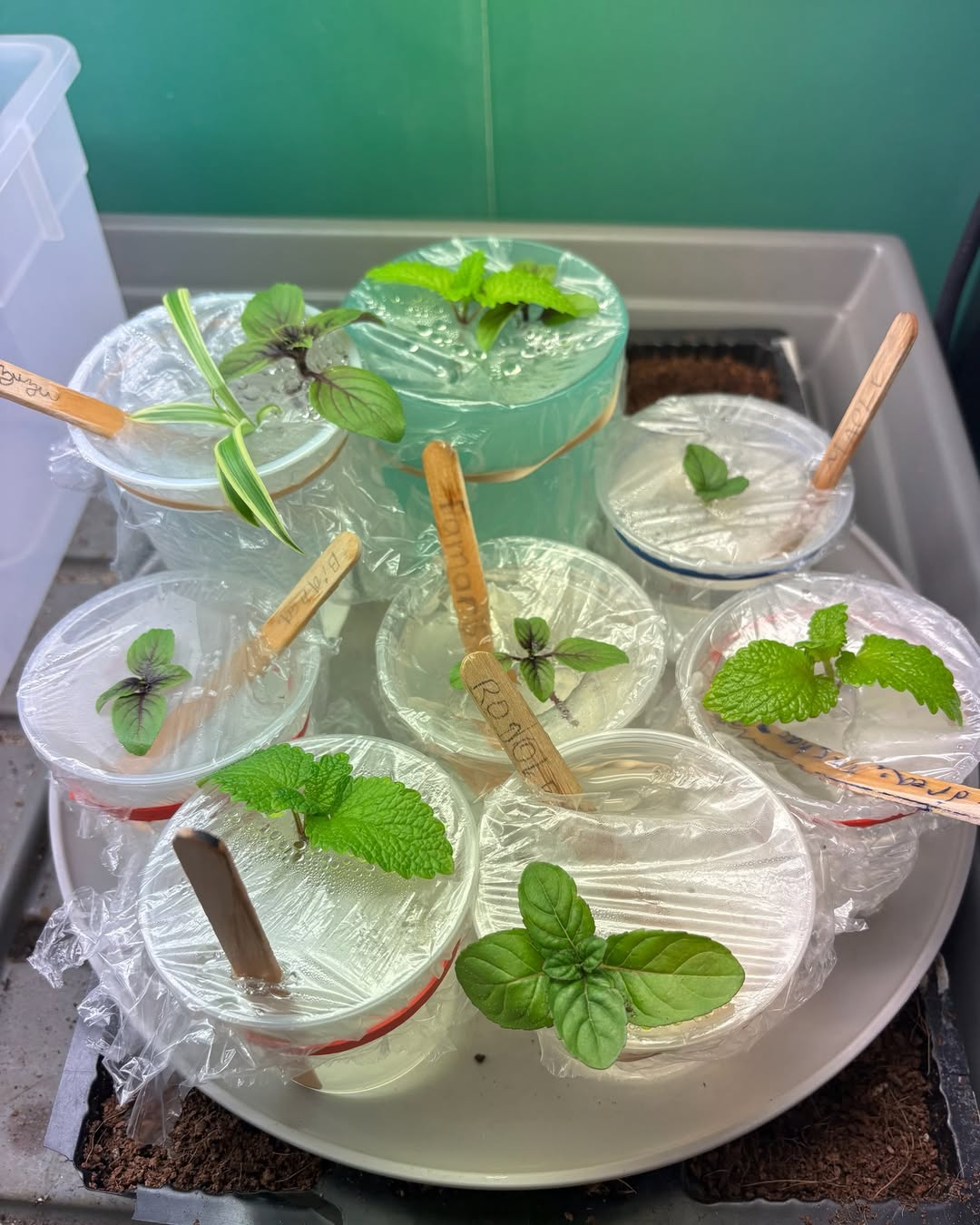 Propagation Week: Growing New from the Old! 🌿✂️
